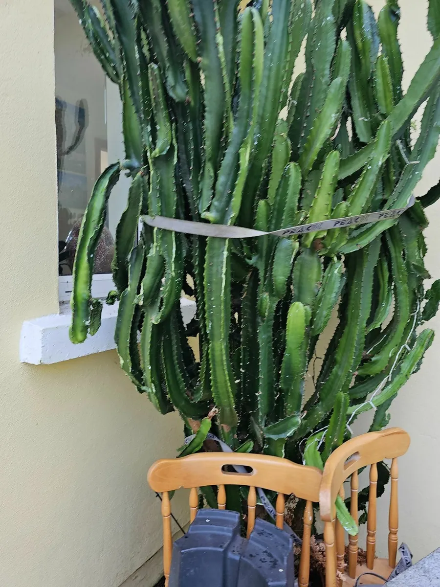 large cactus, cowboy cactus, cereus cactus, indoor - Image 2