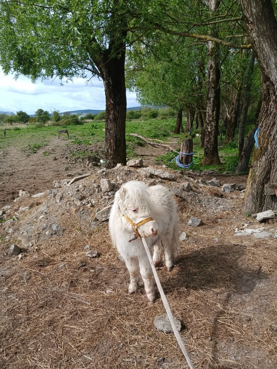22 inch  miniature palomino  pony. 2yrs old - Image 2
