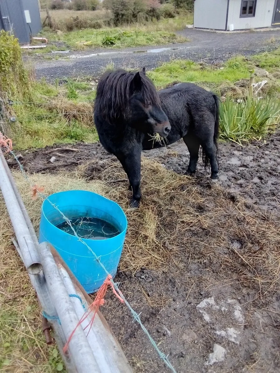 Teaser Colt Needs A Good Home - Image 2