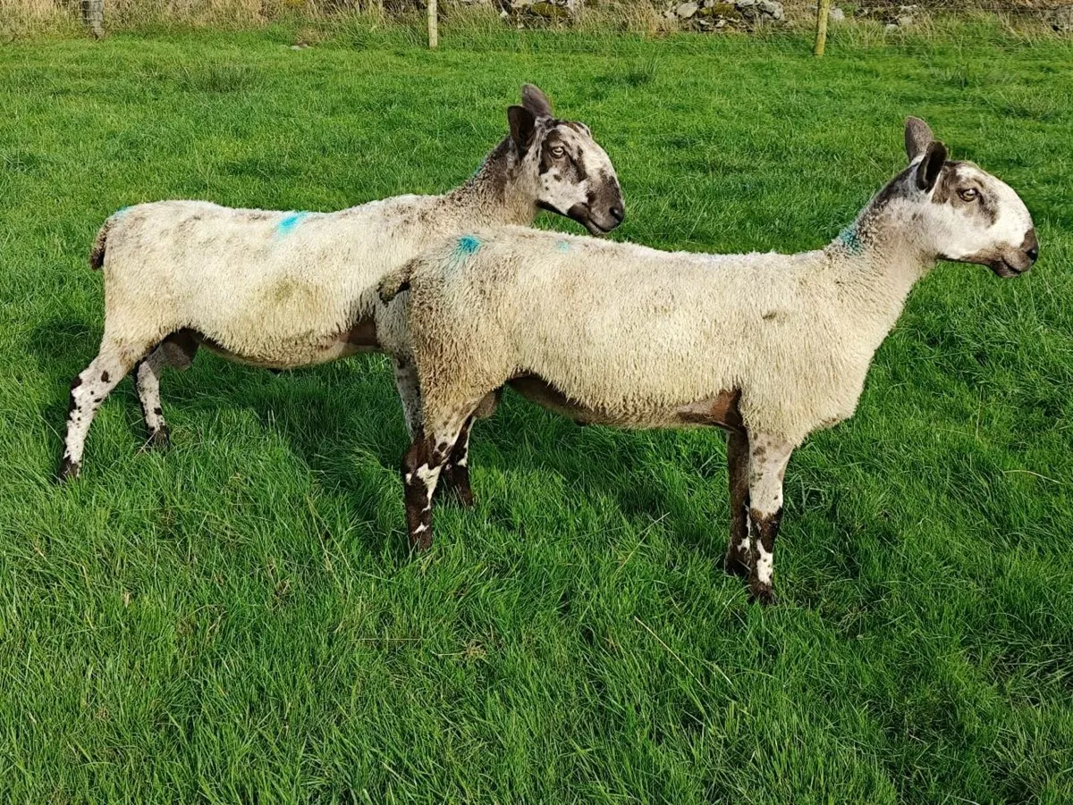 Rams - Blue Leicester + Texel - Image 2