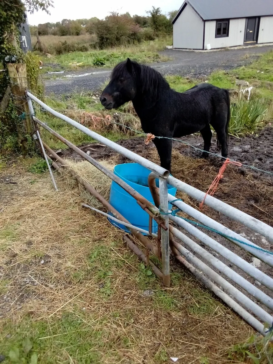 Teaser Colt Needs A Good Home - Image 4