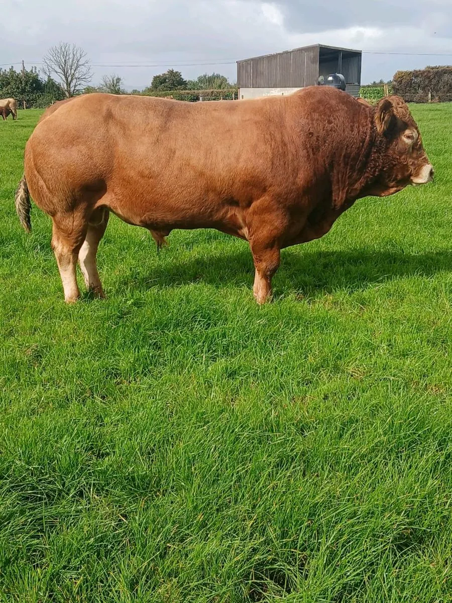 Pedigree limousine bull - Image 2