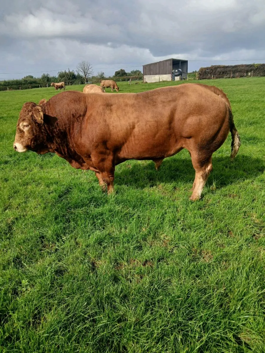 Pedigree limousine bull - Image 1