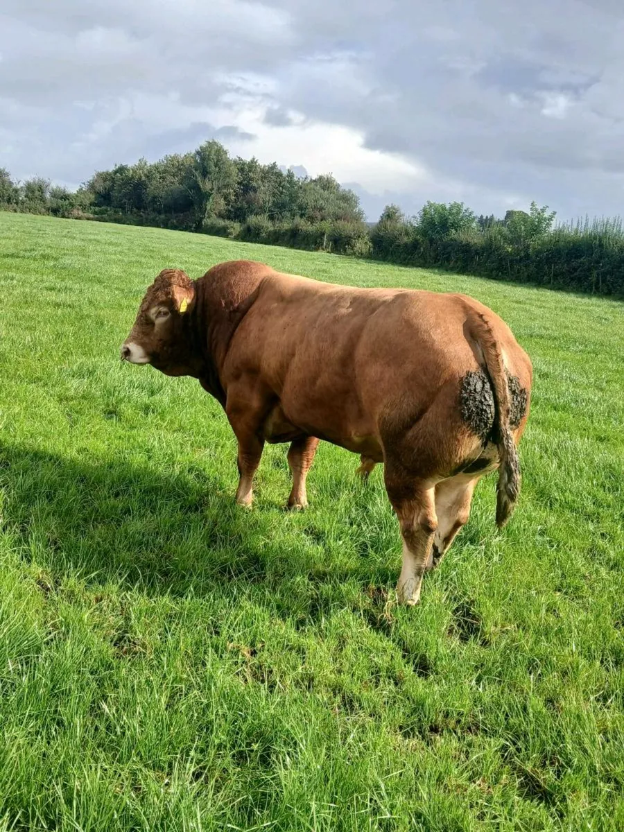 Pedigree limousine bull - Image 3