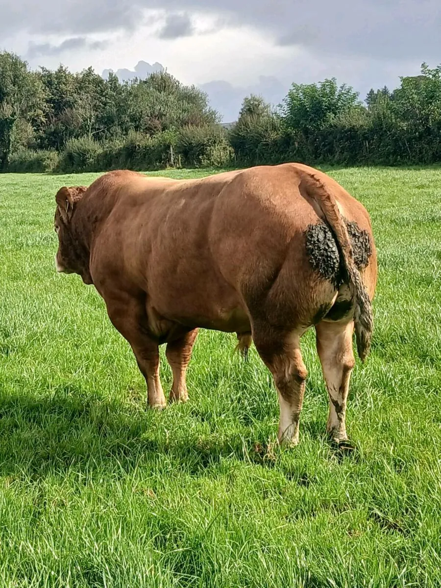 Pedigree limousine bull - Image 4