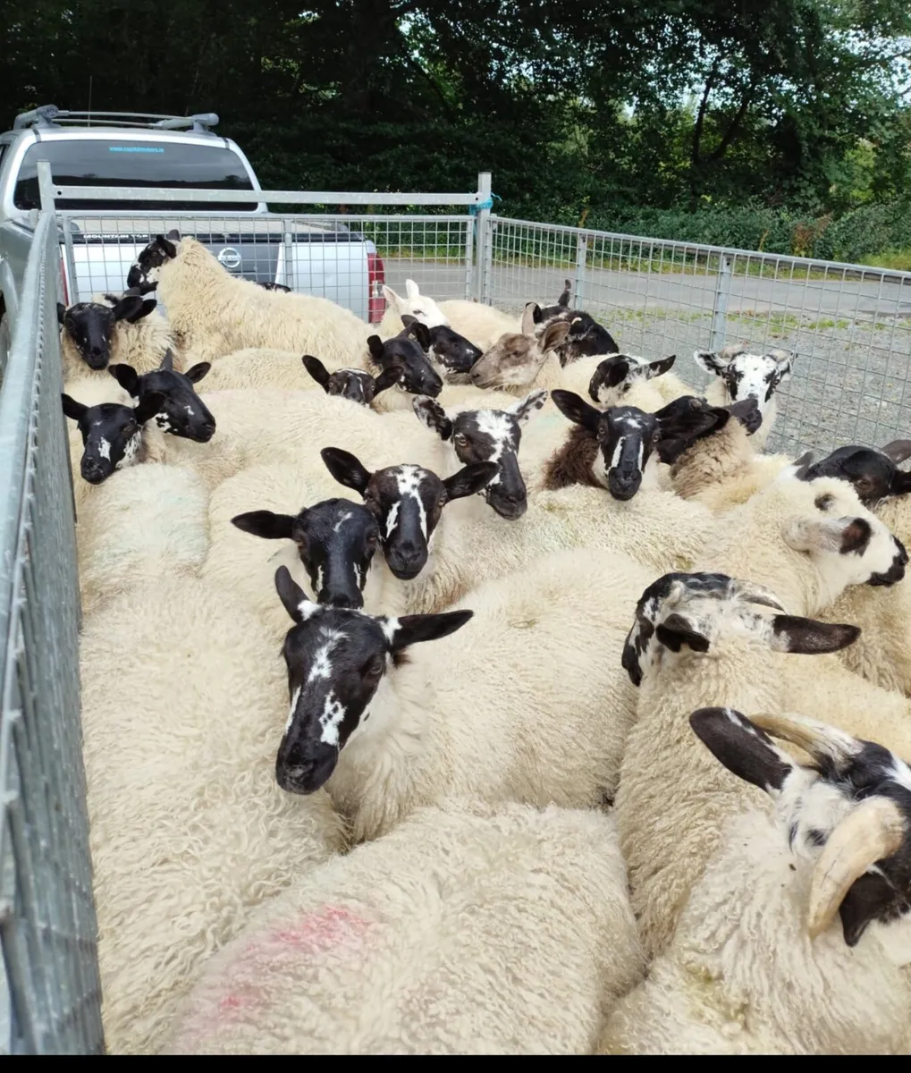 Rams - Blue Leicester + Texel - Image 3