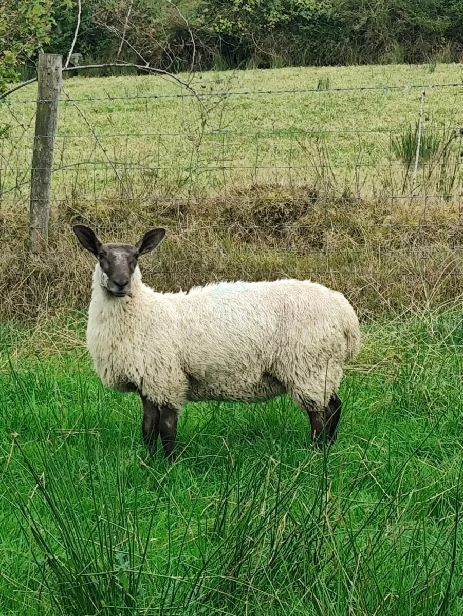 Rams - Blue Leicester + Texel - Image 4