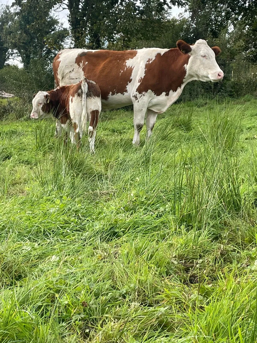 Super Simmental heifer and bull calf for sale - Image 3