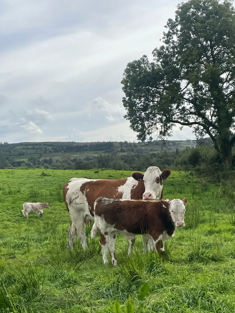 Super Simmental heifer and bull calf for sale - Image 4