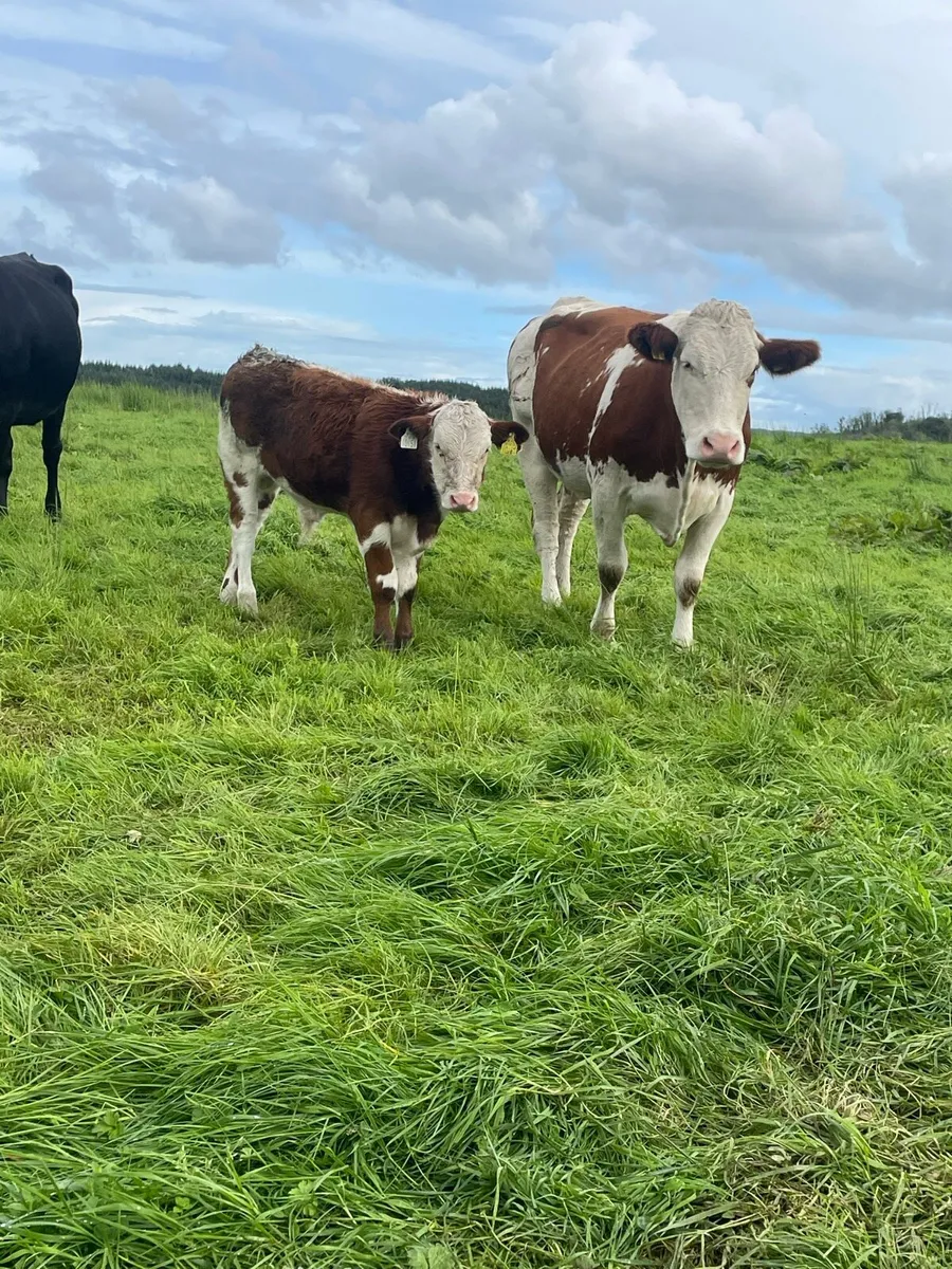 Super Simmental heifer and bull calf for sale - Image 1