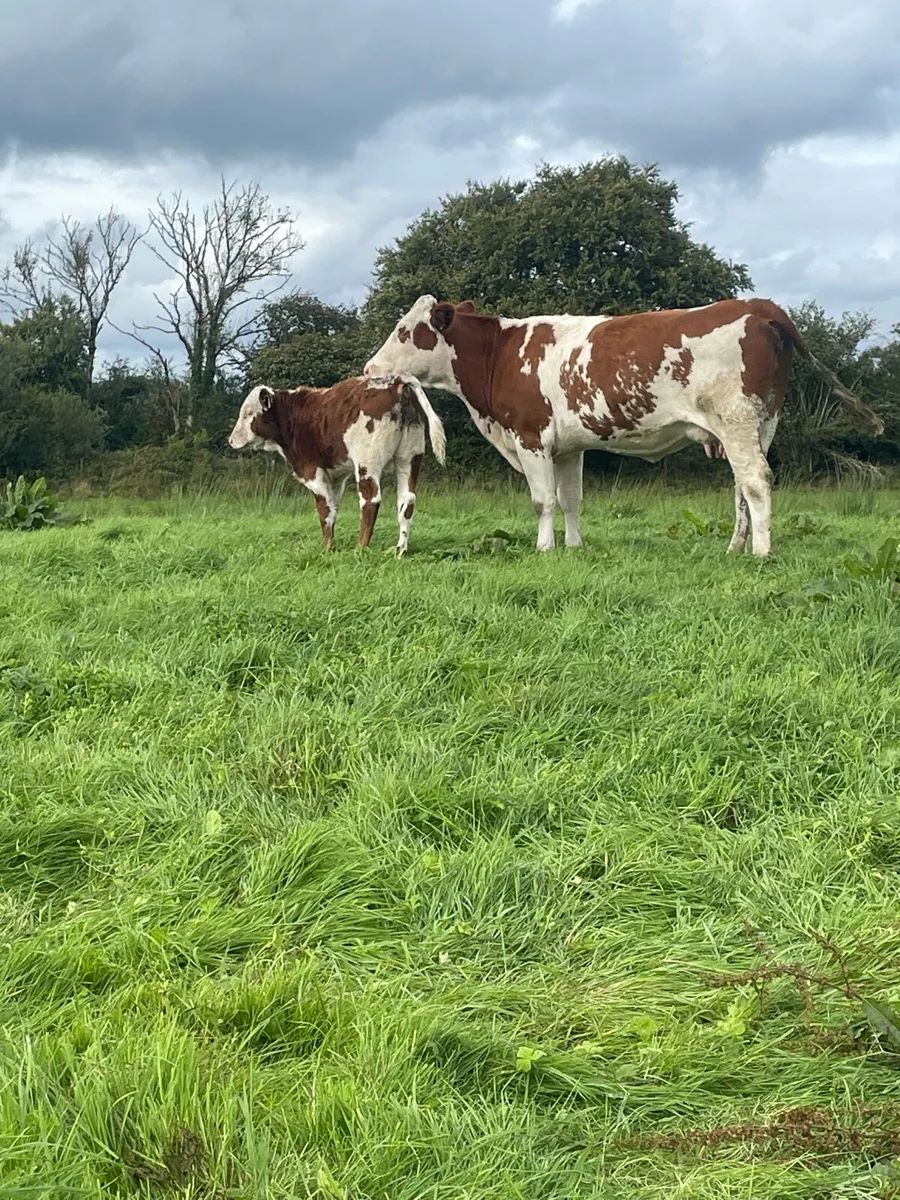 Super Simmental heifer and bull calf for sale - Image 2