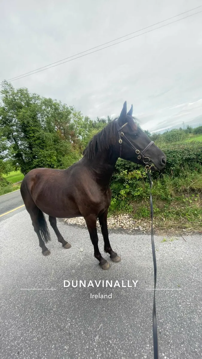 Connemara x - Image 1
