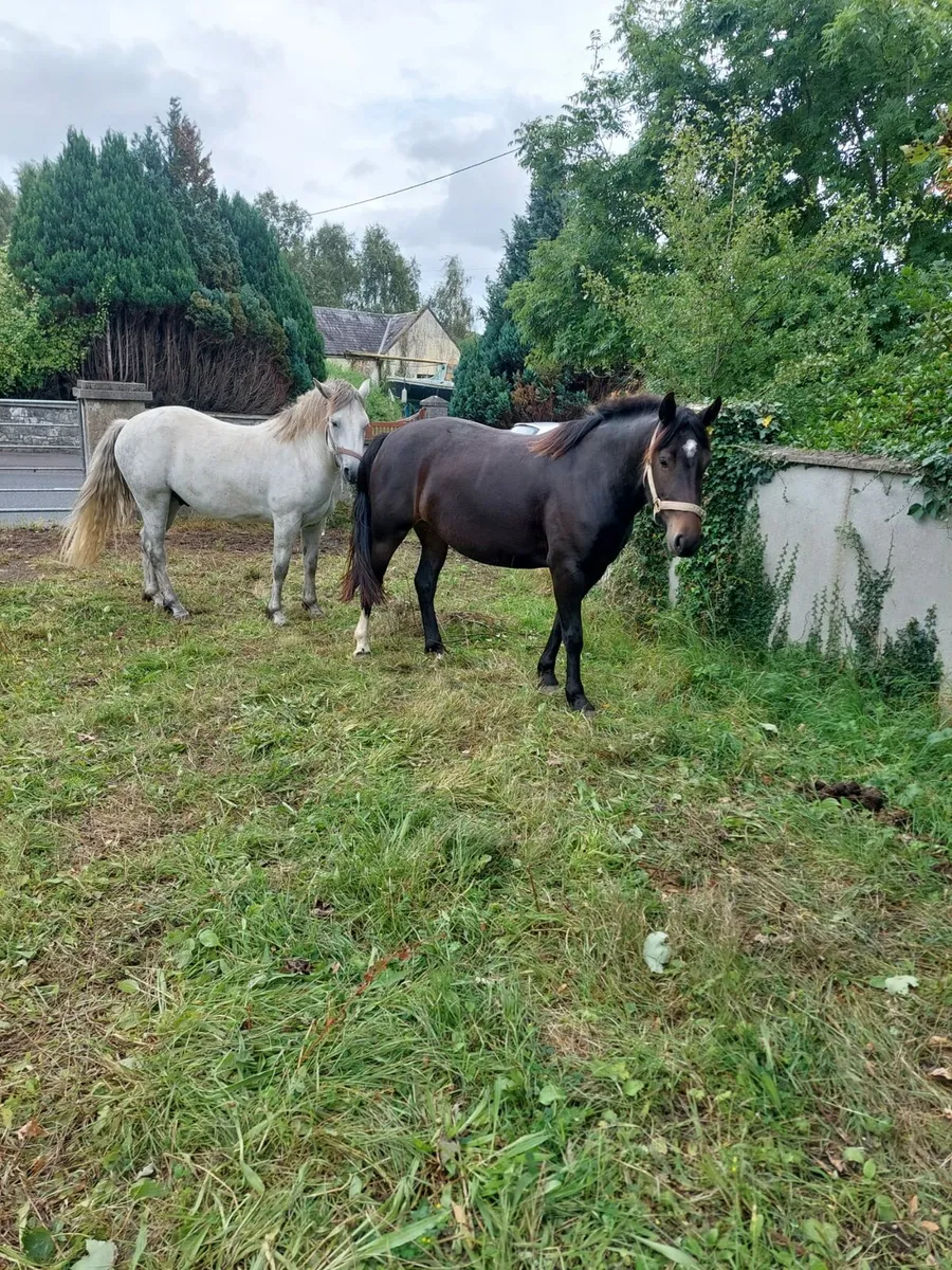 Connemara Ponies - Image 1