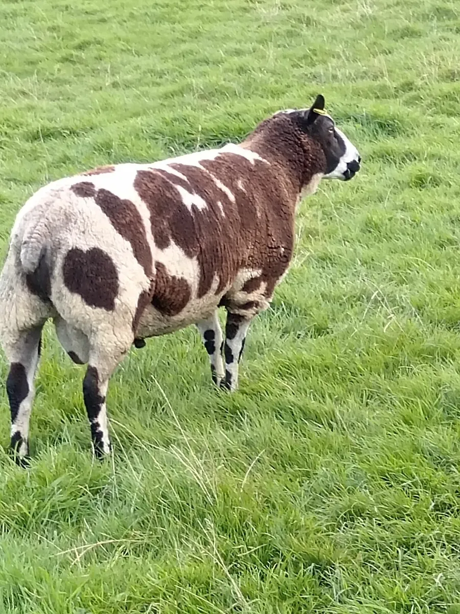 Dutch spotted shearling ram. - Image 1