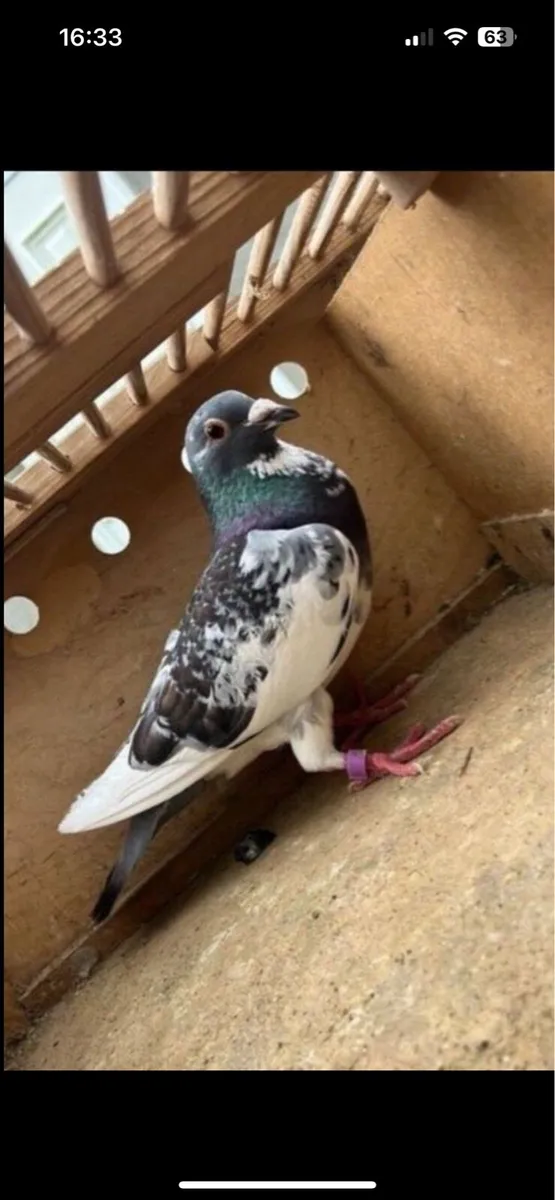 Pigeon - Image 1