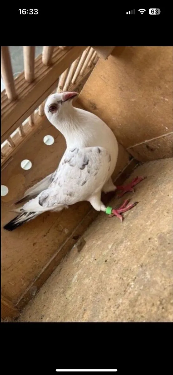 Pigeon - Image 2