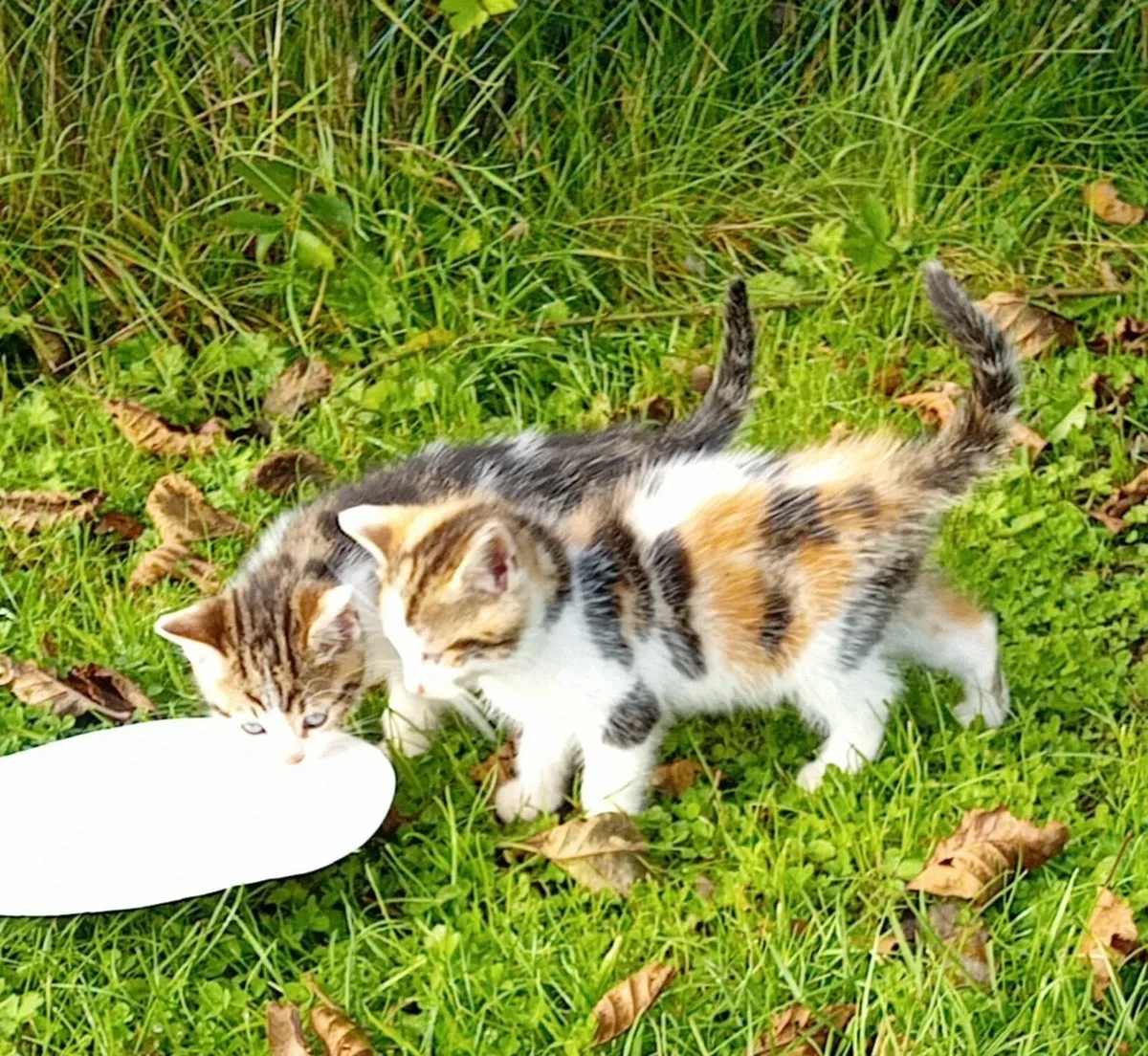 Kitten - Image 1