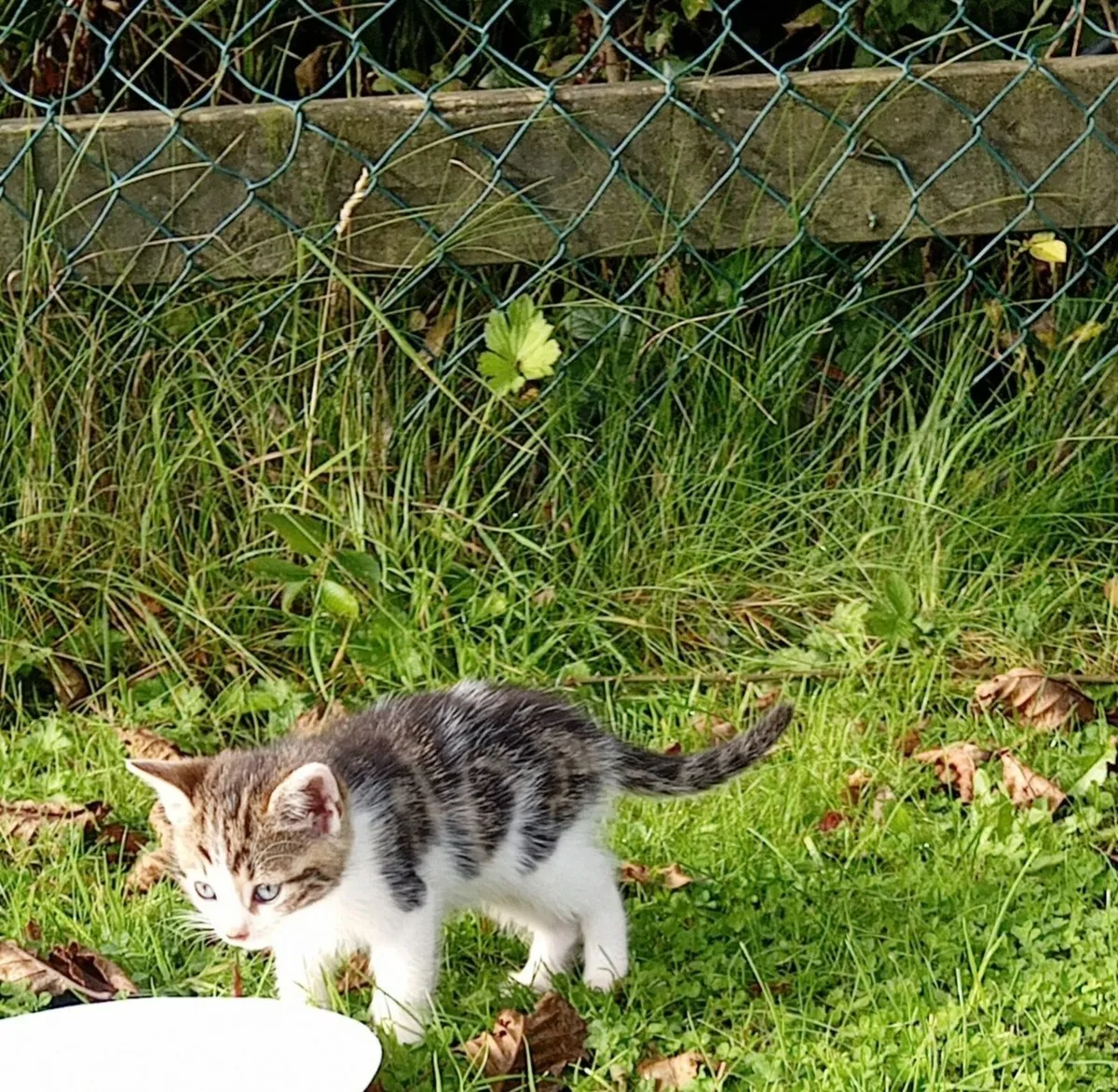 Kitten - Image 2