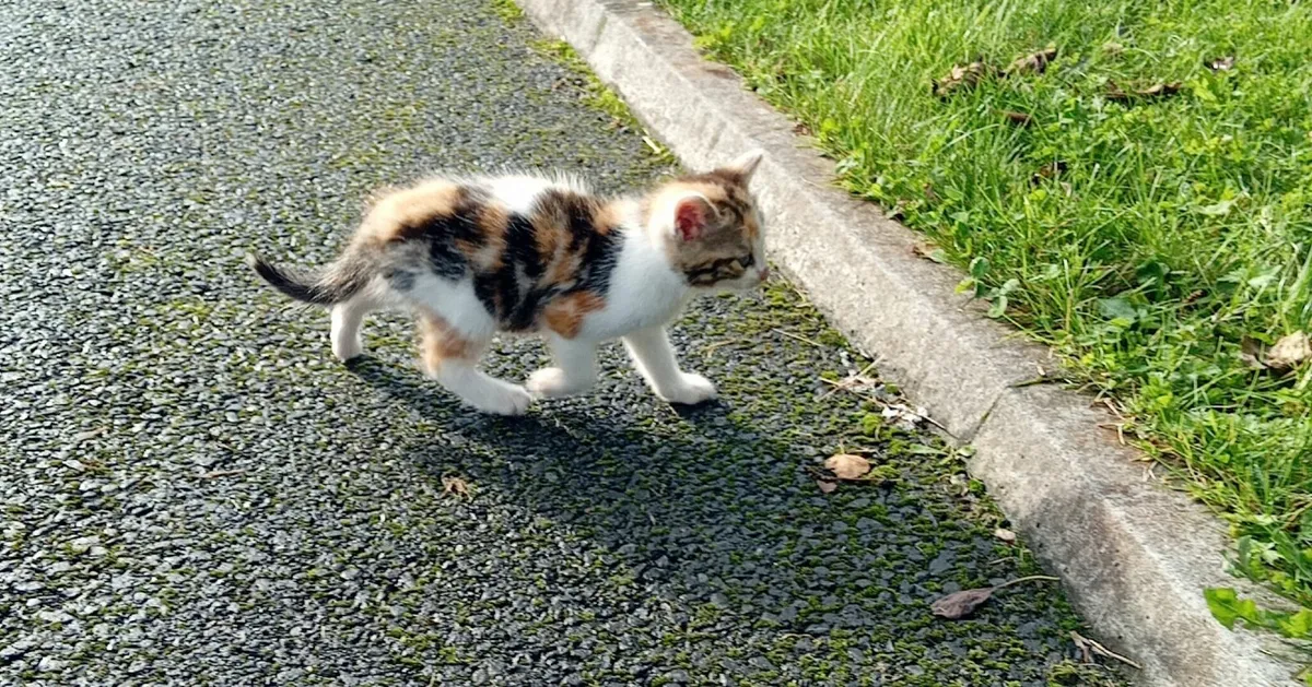 Kitten - Image 3