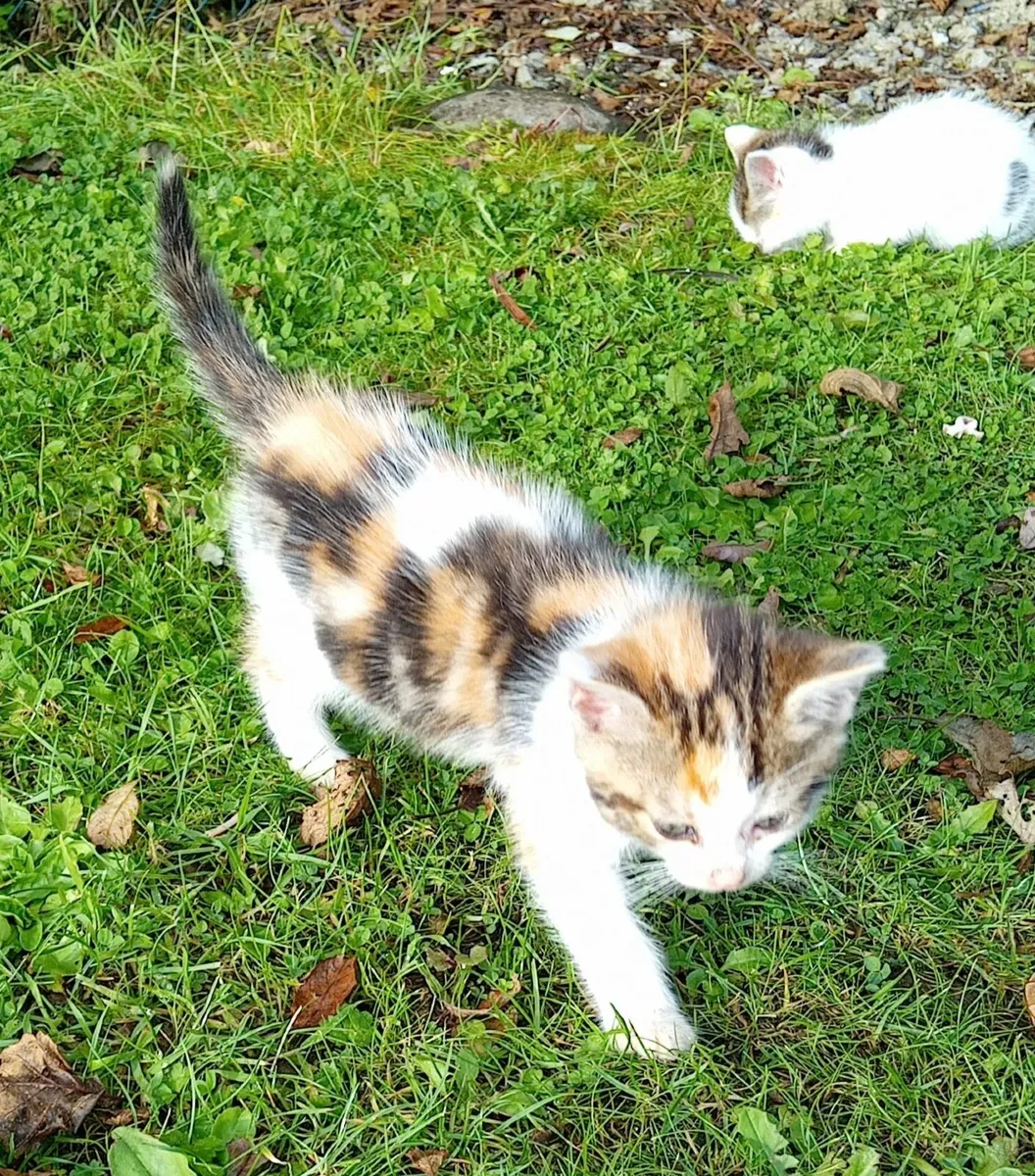 Kitten - Image 4