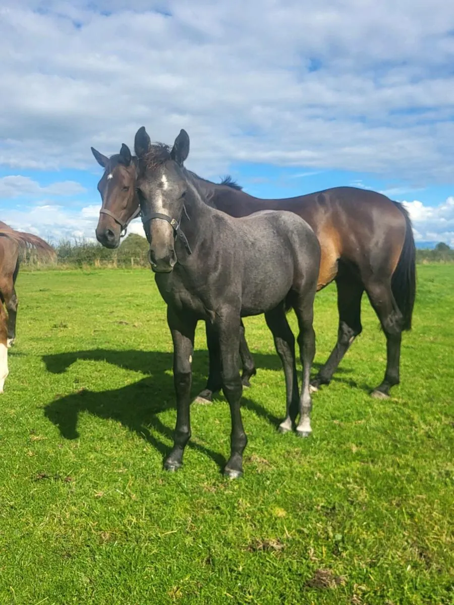 Zirocco Blue colt foal - Image 1