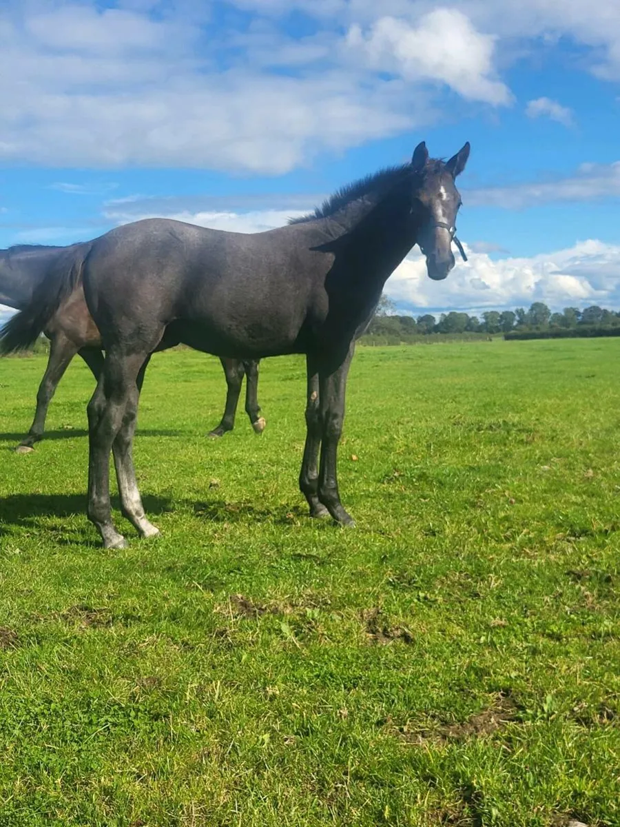 Zirocco Blue colt foal - Image 2