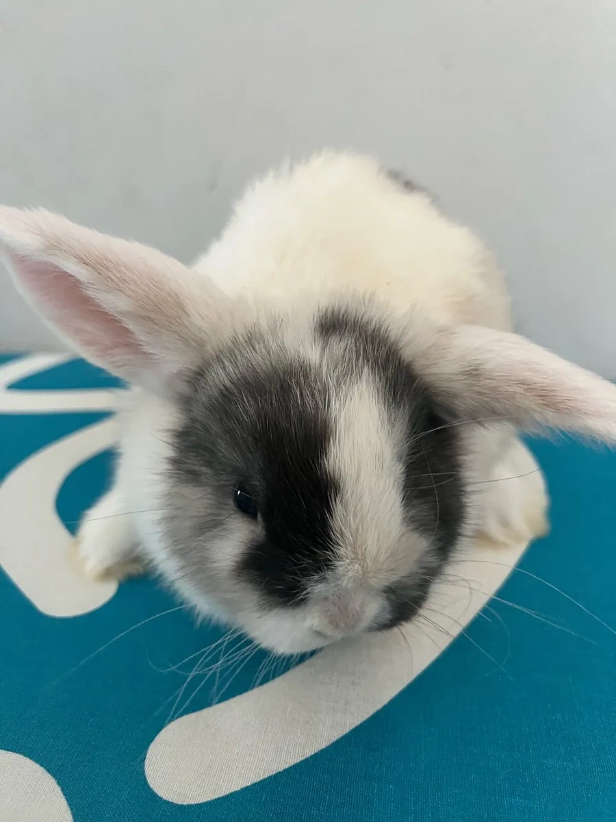 Baby Holland rabbit - Image 1