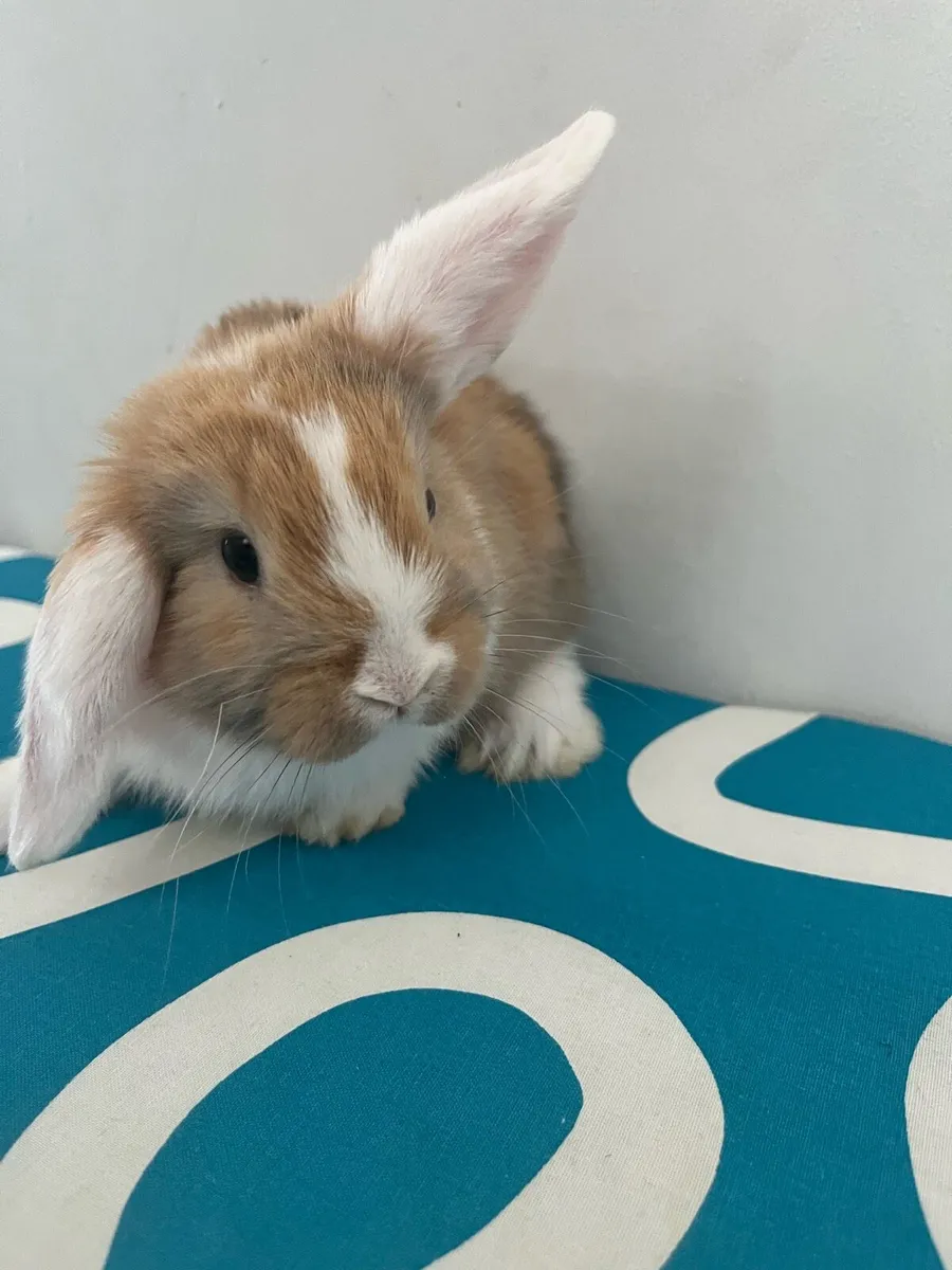 Baby Holland rabbit - Image 2
