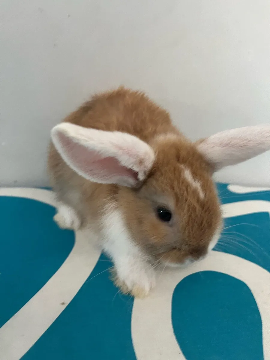 Baby Holland rabbit - Image 3