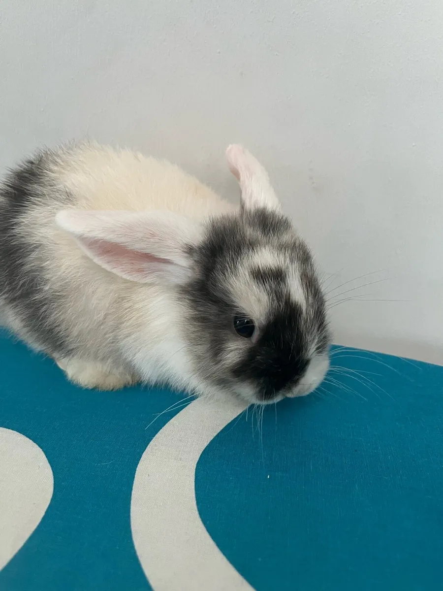 Baby Holland rabbit - Image 4