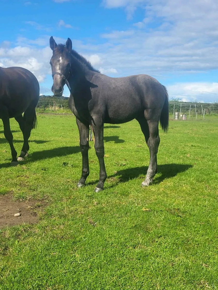 Zirocco Blue colt foal - Image 3