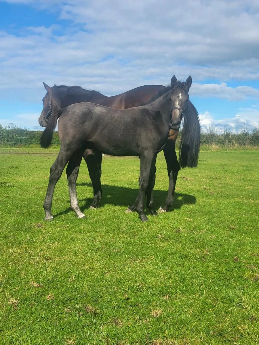 Zirocco Blue colt foal - Image 4