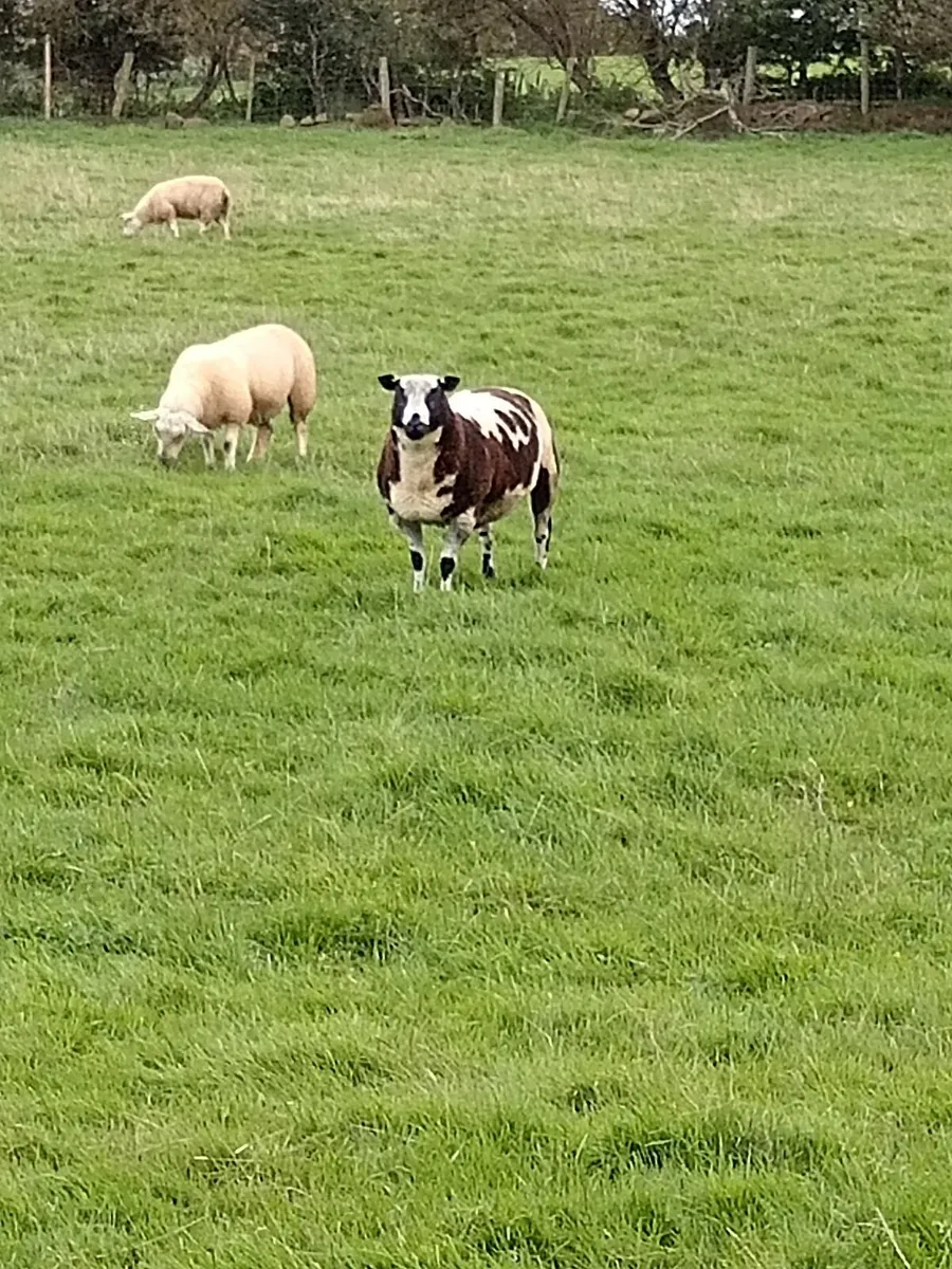 Dutch spotted shearling ram. - Image 2