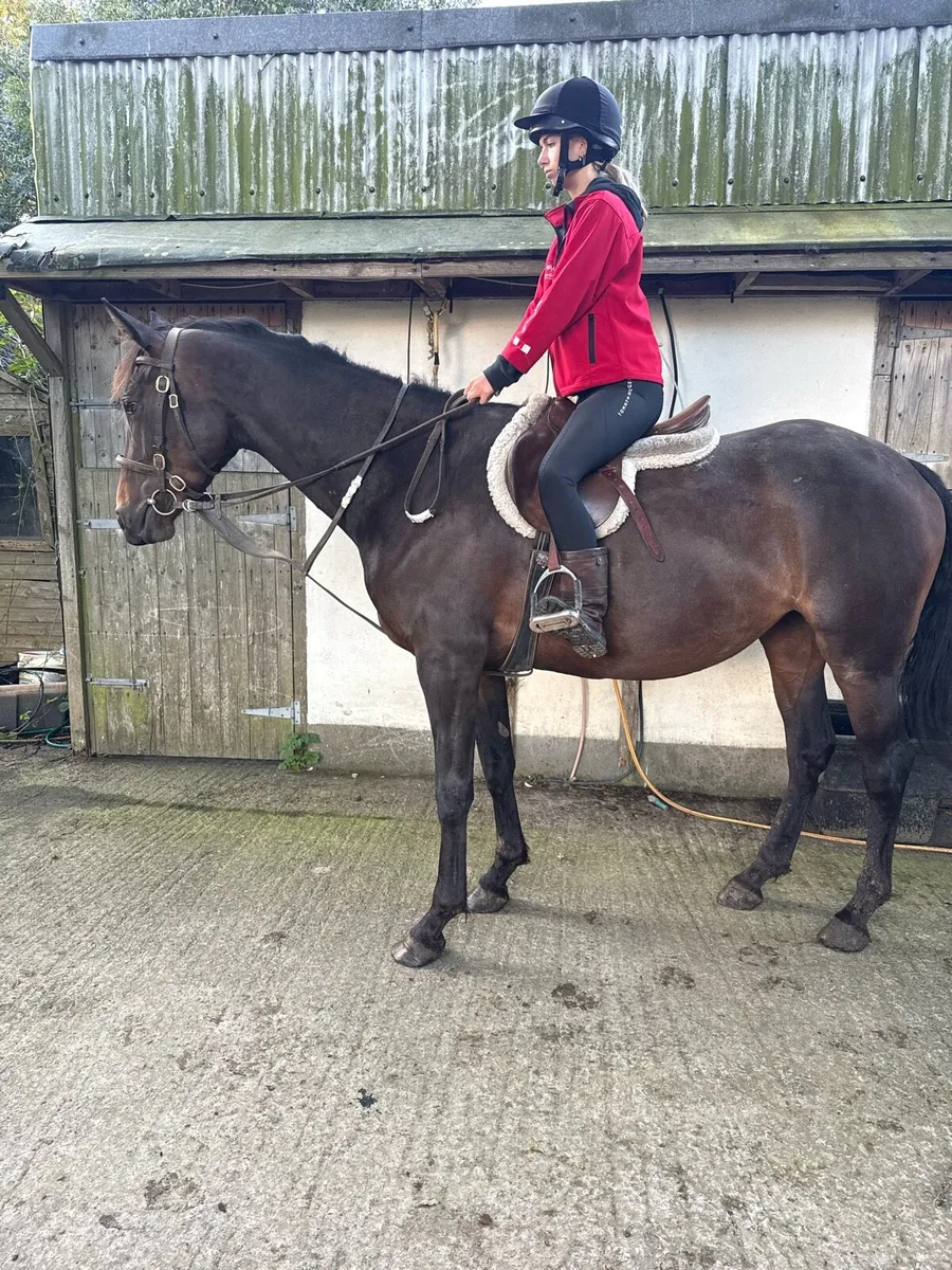 4 yr old filly - Image 2