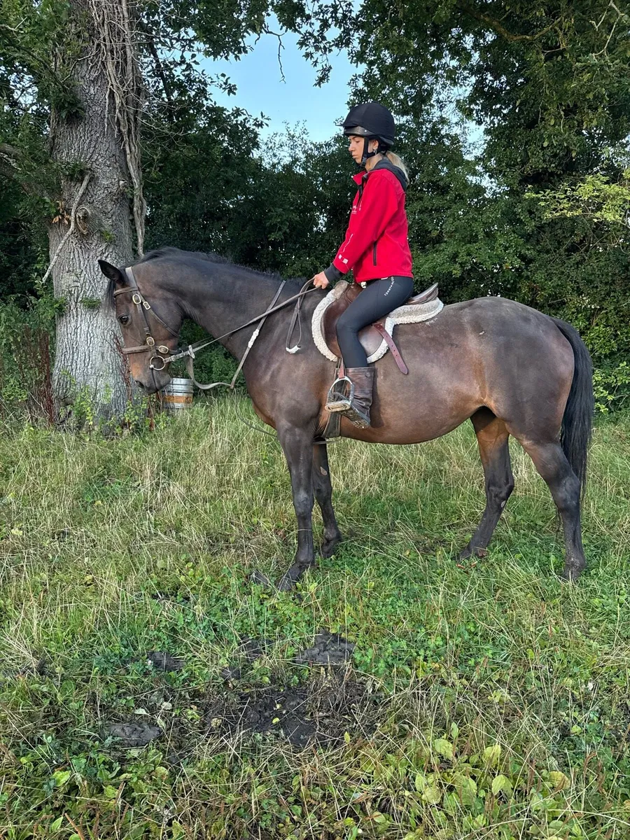 4 yr old filly - Image 3