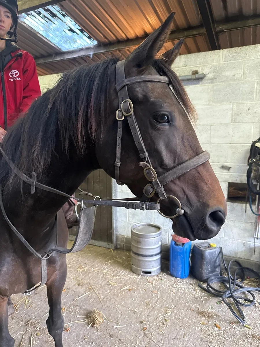 4 yr old filly - Image 4