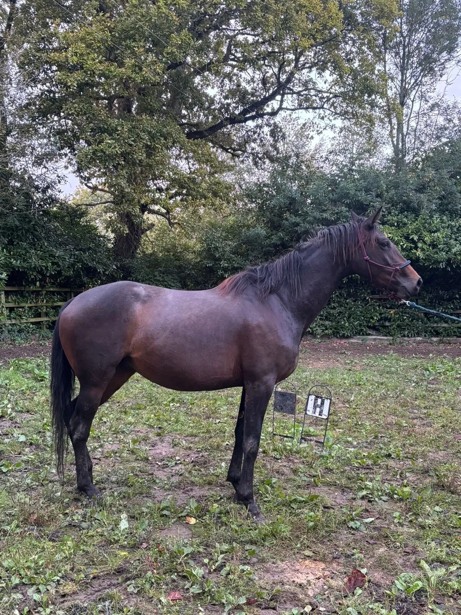 4 yr old filly - Image 1
