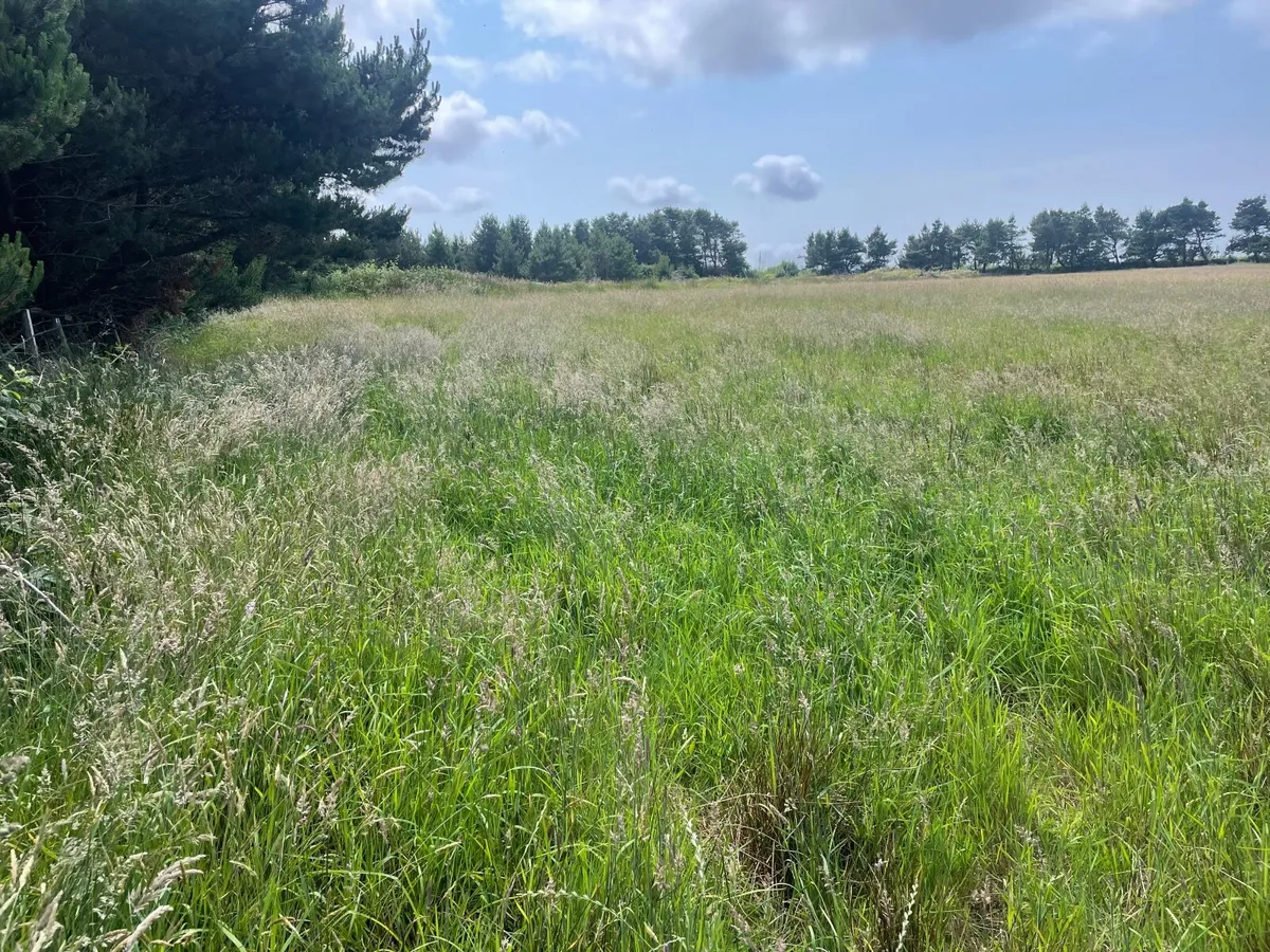 Bales - Image 1