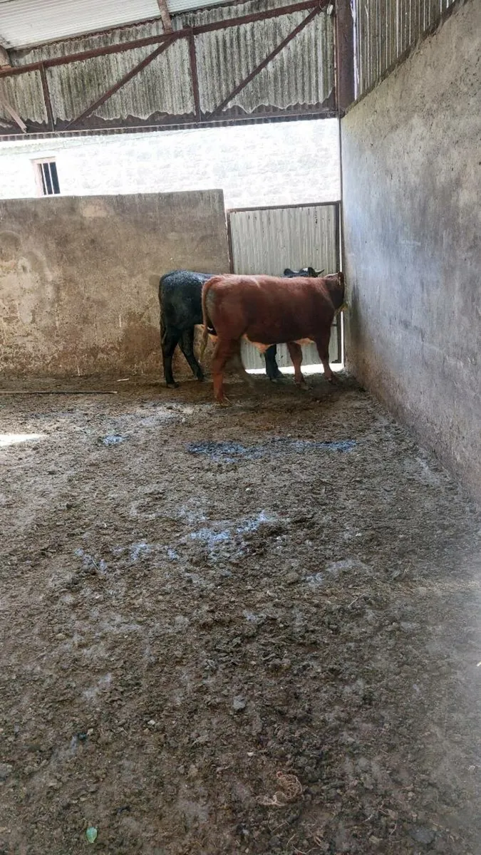 Bullocks