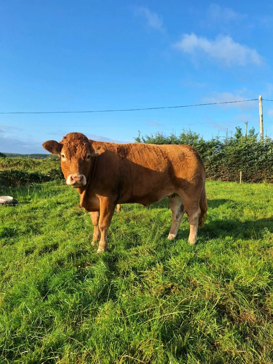 Pbr limousine heifer - Image 1