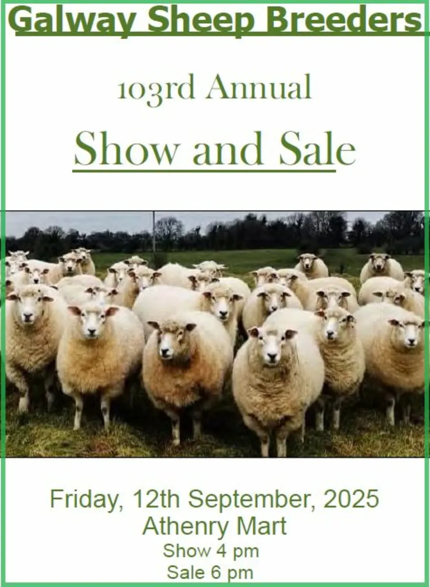 103rd Annual Galway Sheep Breeders Show & Sale - Image 1