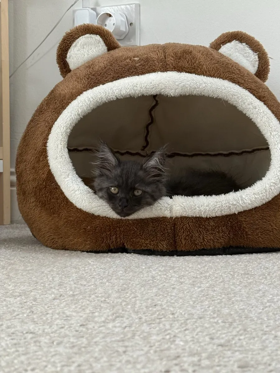 Cat - Image 2