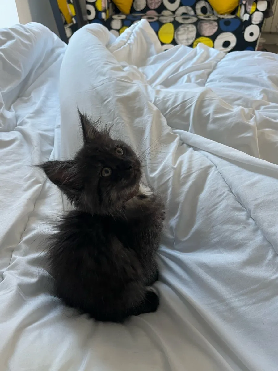 Cat - Image 1