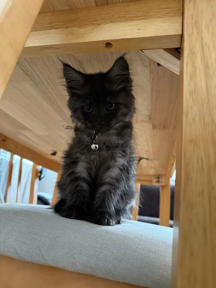 Cat - Image 4