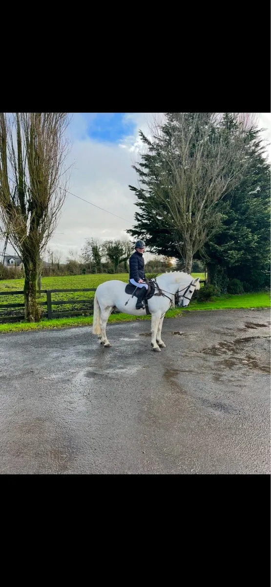 Outstanding 14.1hh Grey Connemara Pony - Image 1