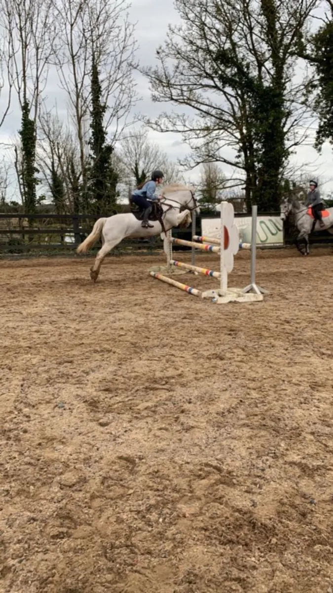 Outstanding 14.1hh Grey Connemara Pony - Image 3