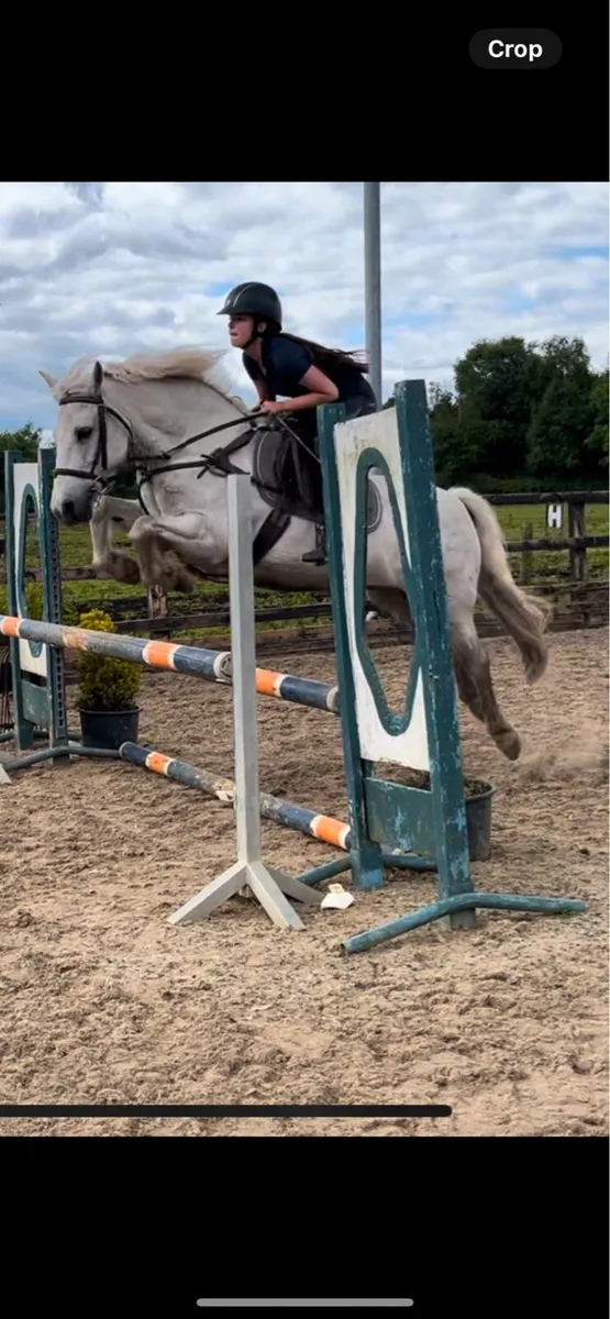Outstanding 14.1hh Grey Connemara Pony - Image 4