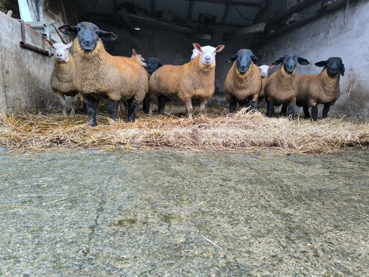 Ram lambs - Image 1