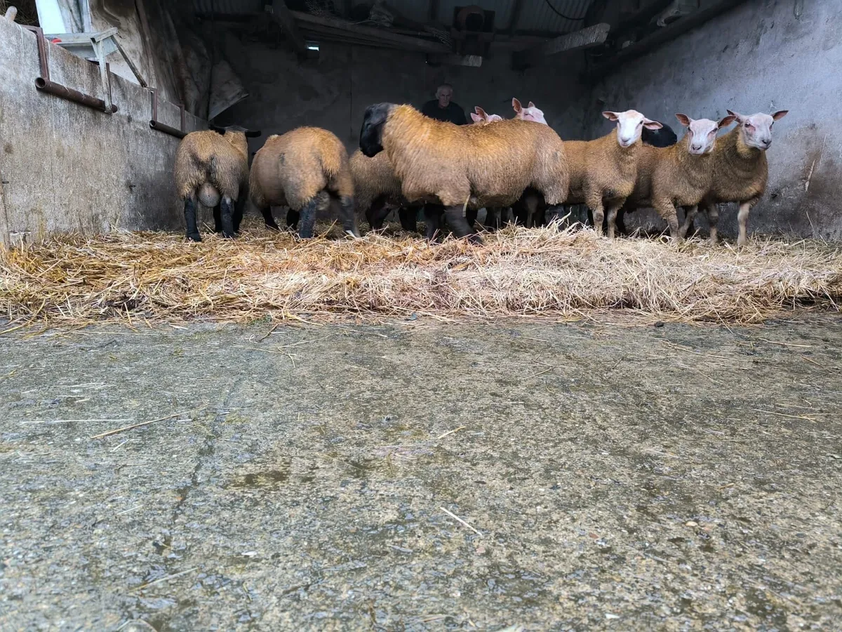 Ram lambs - Image 2