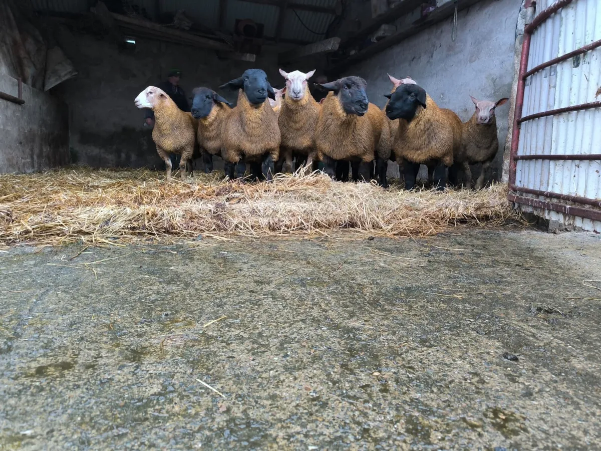 Ram lambs - Image 3